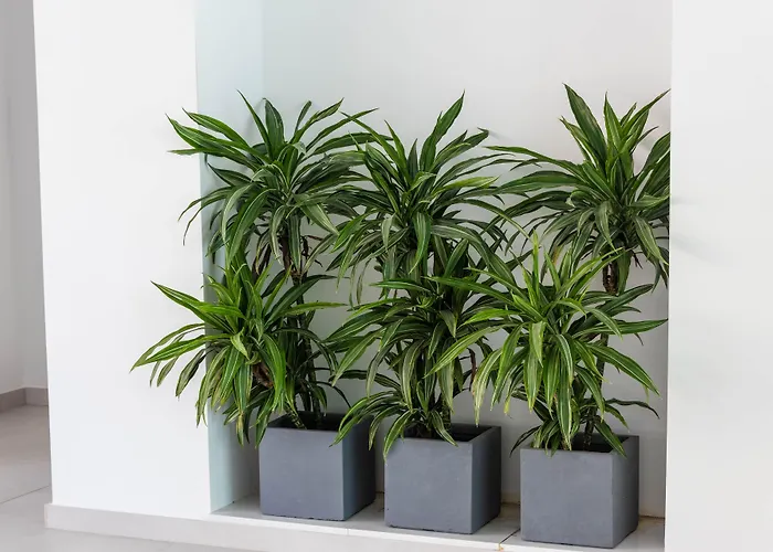 Carihuela Apartamento