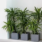 Carihuela Apartamento